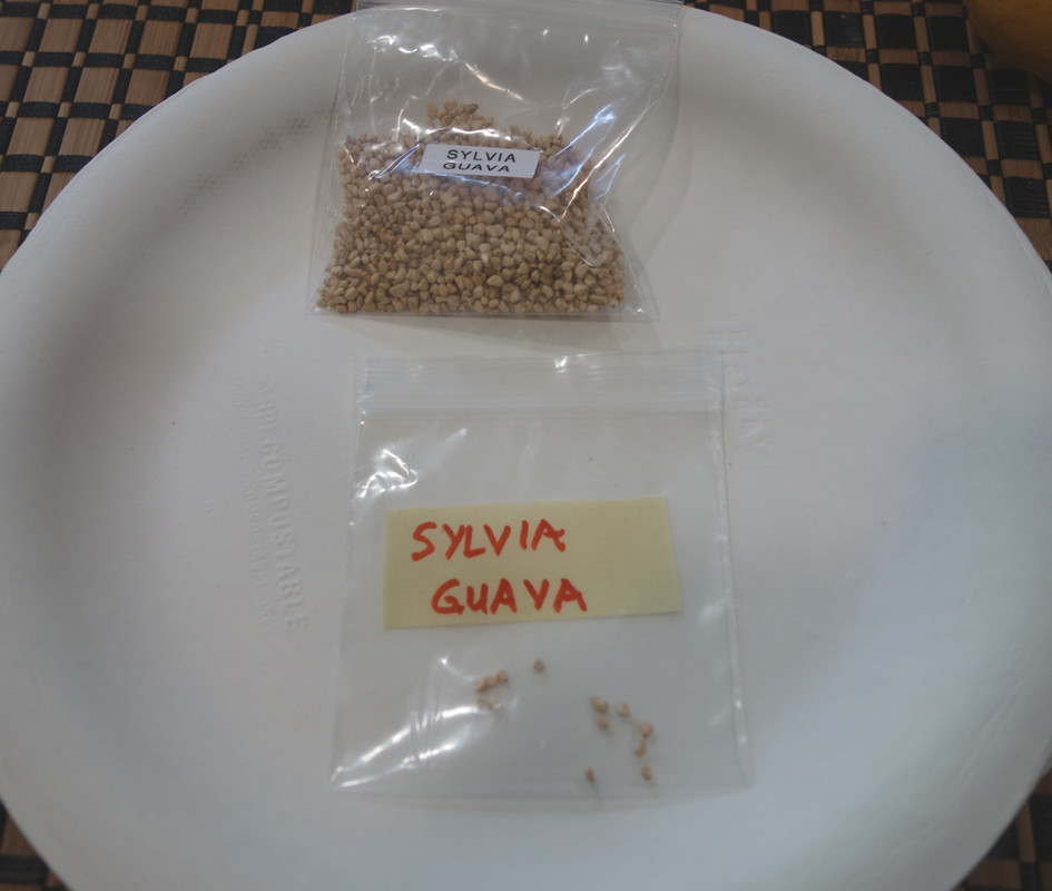 Sylvia Guava-Seeds-pic101