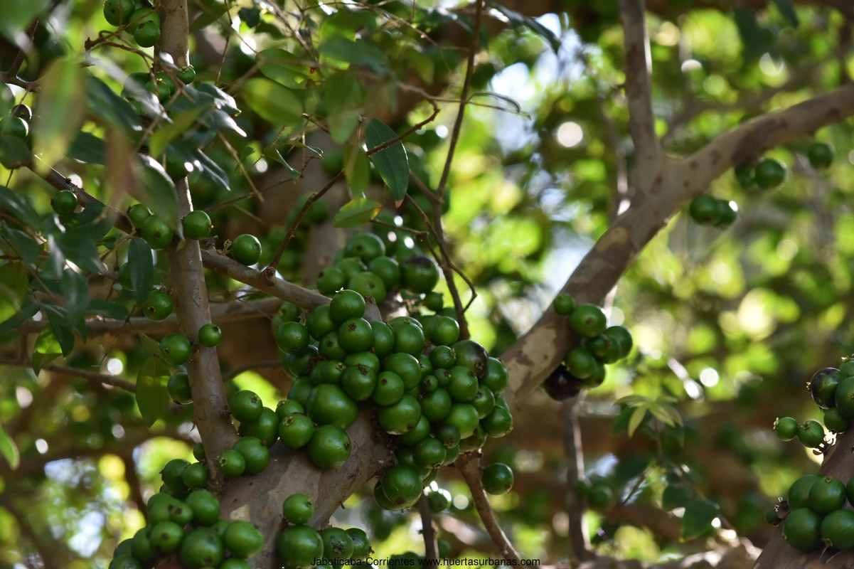 Huertasurbanas_com-3.jpeg-20231001_201759Jaboticaba-Corrientes