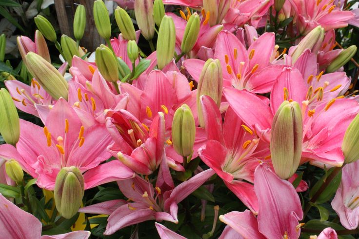Лилии на цветочном рынке секреты выбора свежих цветов для букета.