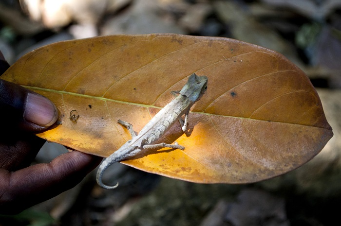 Brookesia, reptil terkecil di dunia