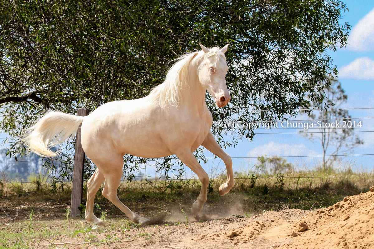 kr-arabian-cremello-canter-rear-launch-side-view-by-chunga-stock-d8mdsml.jpg
