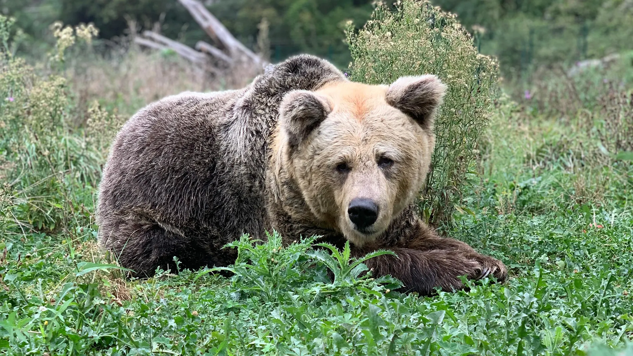 Fallece la Famosa Osa Paca de la Senda del Oso en Asturias: Un Icono de la Conservación del Oso Pardo Cantábrico