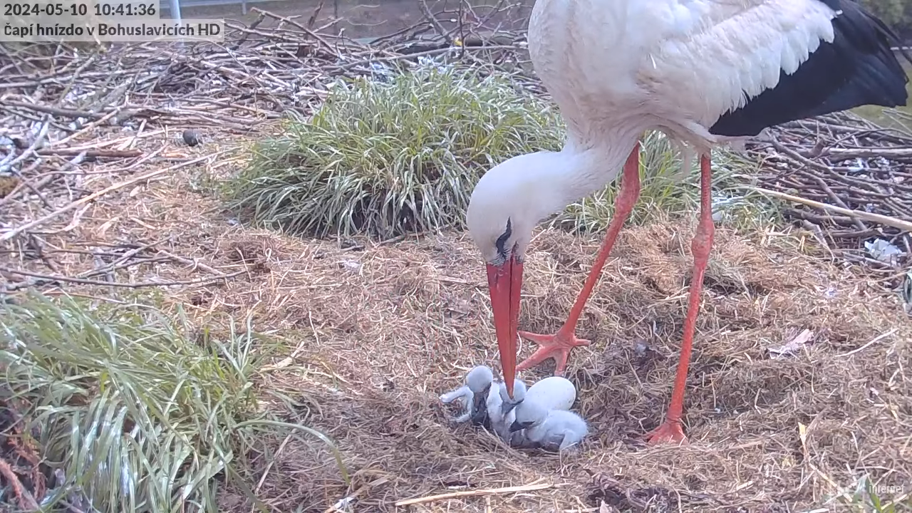 Živě z čapího komína v Bohuslavicích u Trutnova v HD 12-19-22 screenshot