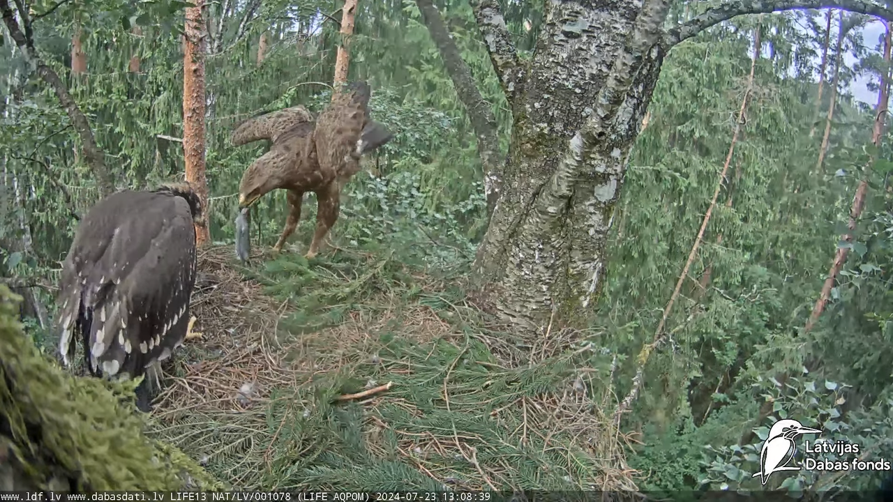 Mazais ērglis (Clanga pomarina), ligzda bērzā - LDF tiešraide 15-10-9 screenshot