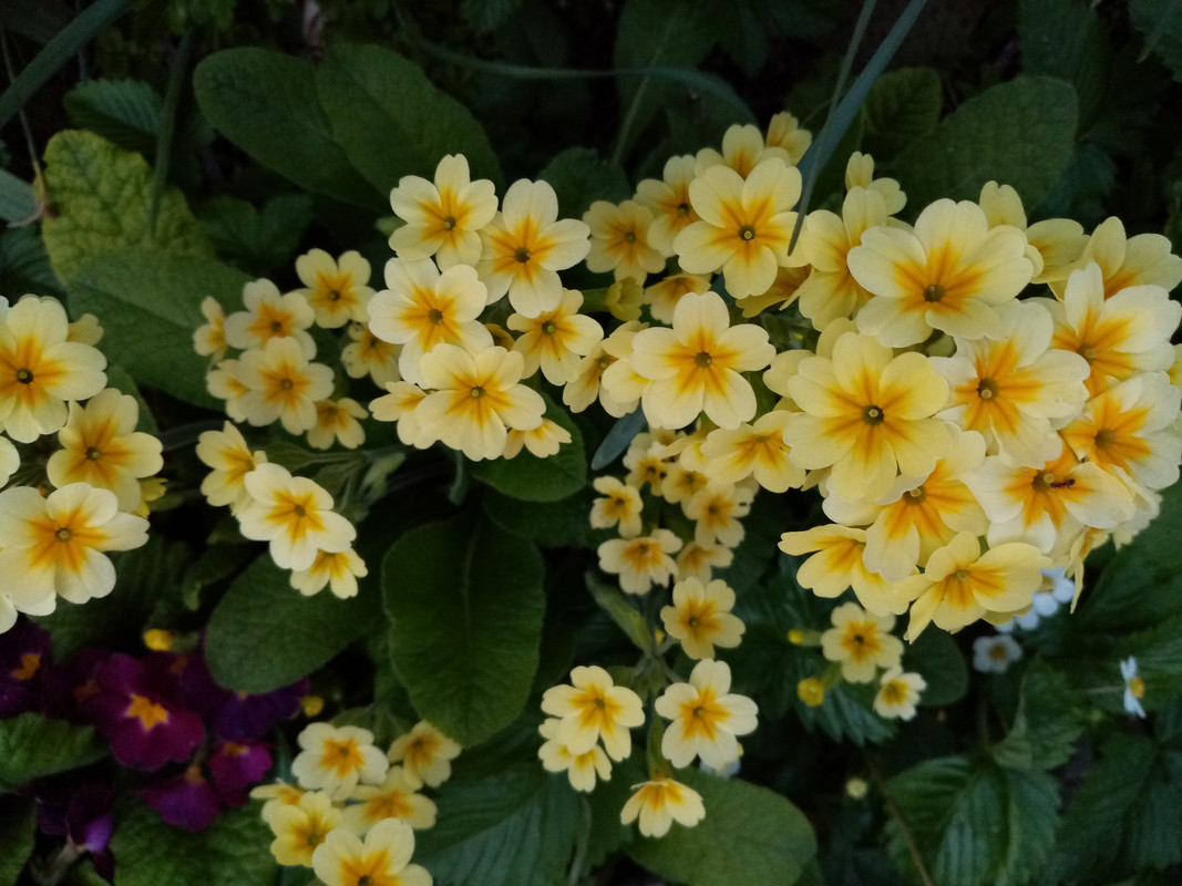 IMG_20200419_200115