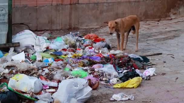 depositphotos-657570658-stock-video-dog-eating-garbage-waste-items.jpg