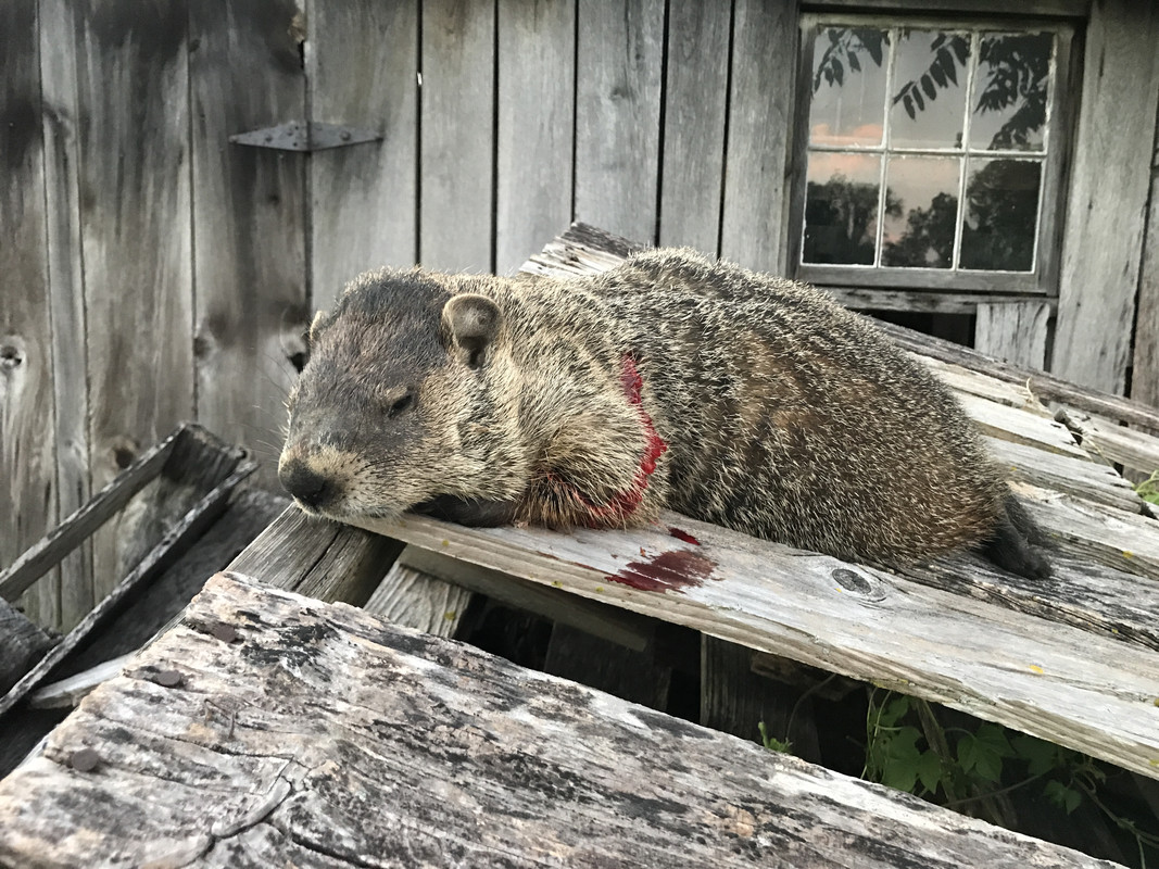 EAA2A362-4212-4FB1-9536-564A18550F91