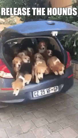 release-the-hounds.gif