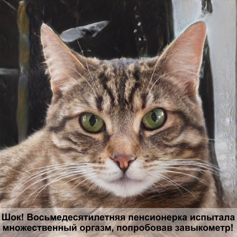 шерсть в глазах кошки