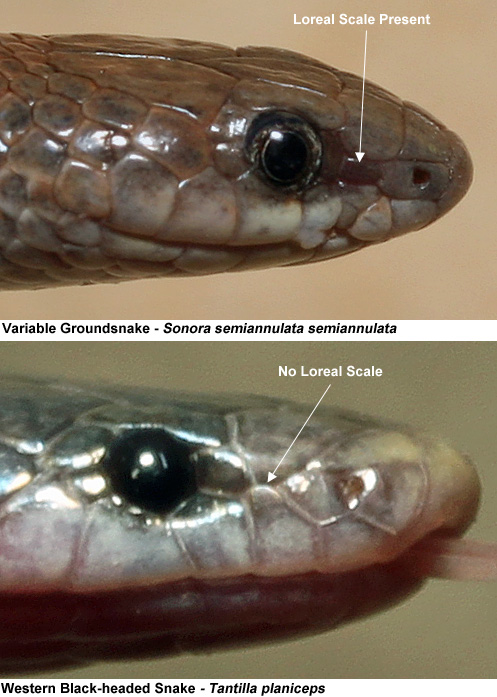 californiaherps.com