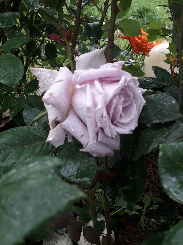 20190524_092947