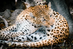 Moremi: la joya de la corona, donde te emocionarás a cada instante. - Botswana y Cataratas Victoria: la esencia de África y maravilla natural (18)