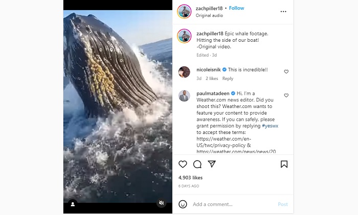 Penampakan seekor paus bungkuk yang muncul ke permukaan yang berhasil terekam kamera, Rabu (12/10/2022).