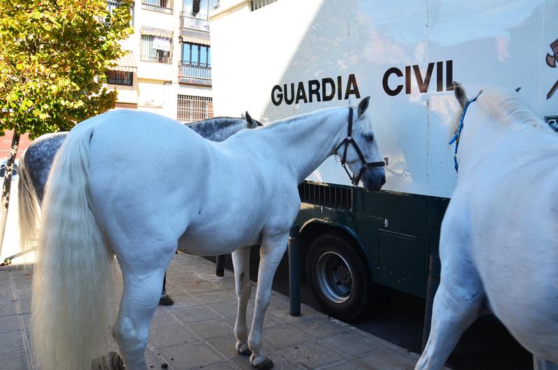 Exhibición Guardia Civil-30-9-2016 - Toledo y sus pueblos-1996/2026 (5)