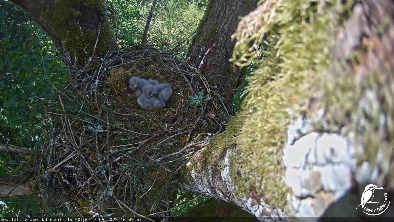 Melnās klijas (Milvus migrans) Kurzemē_ peļu klijāni (Buteo buteo) 11-58-12 screenshot