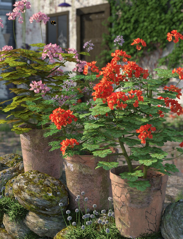 Pelargonium Plants