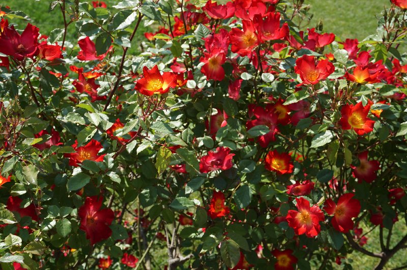 https://i.postimg.cc/XYBg5LhS/111-DSC06502.jpg