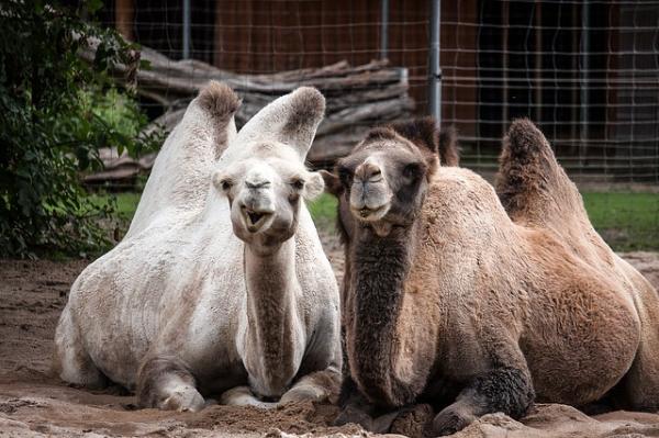 cuantas-jorobas-tienen-los-camellos-47062-1-600.jpg