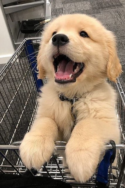 dogcuteretrv65343138ab6a6bdc59936725a38b0039.jpg