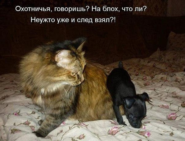Smeshnye-koshki-i-sobaki-foto-s-nadpisya