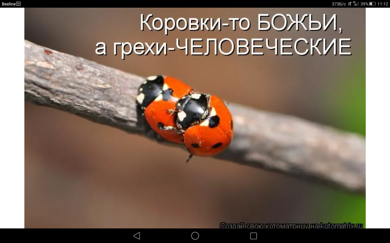 День Полета Божьей Коровки Картинки