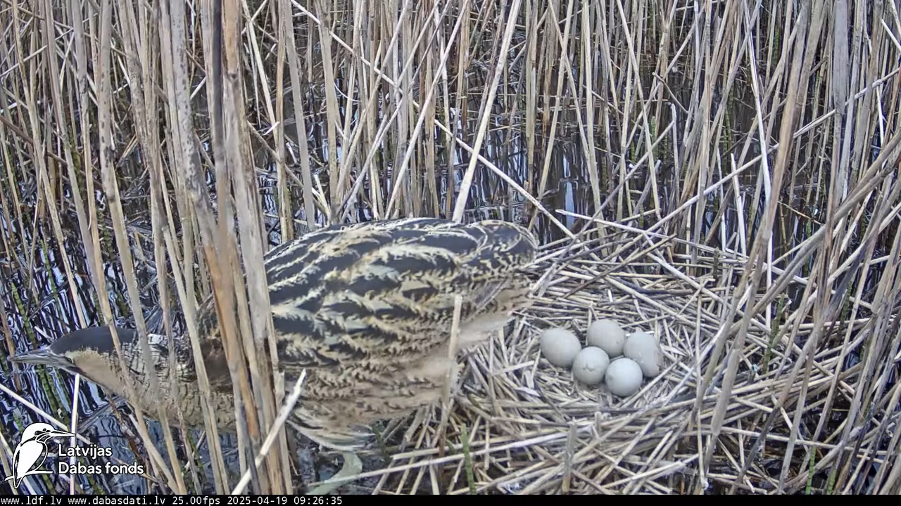 LDF Lielais dumpis (Botaurus stellaris) Zemītes pagastā 16-11-50 screenshot