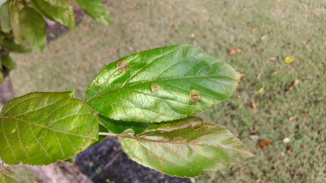 IMG_20140522_065002219