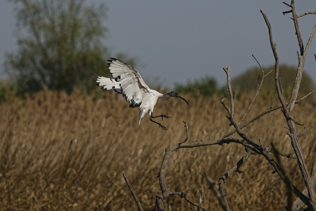 _D9A3045_DxO-DeNoiseAI-standard