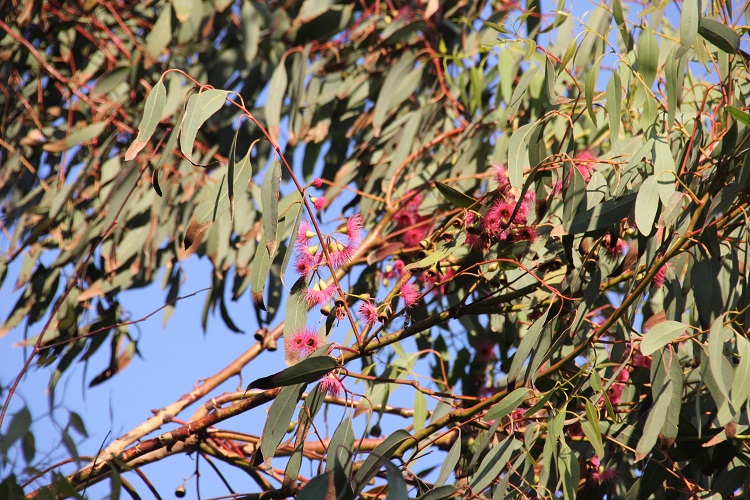 Eucalyptus red flower , Fox Rosehill , 160625 (10)