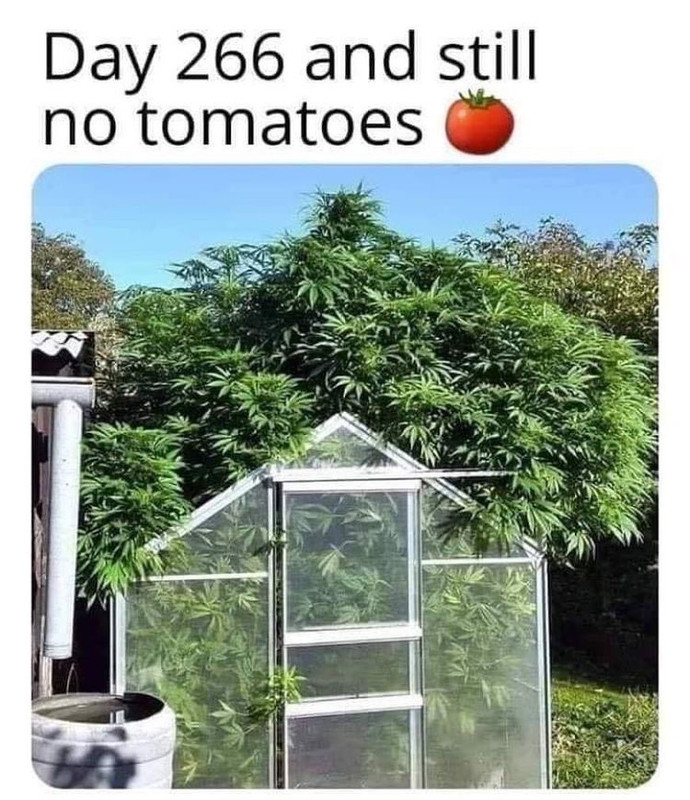 tomatoes.jpg