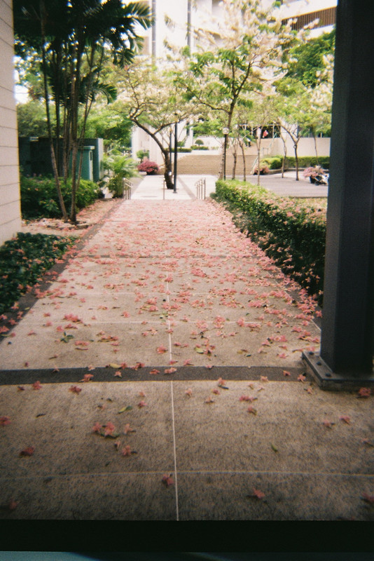 Kodak-Gold-39-resized