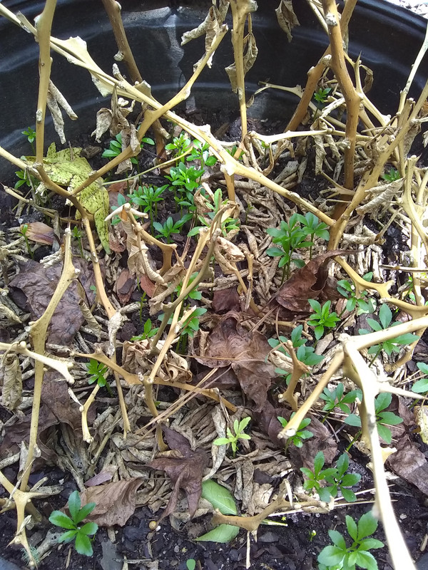 trifoliata seedlings2 green fruit