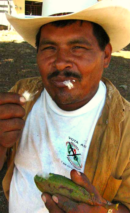 080324mo cottonfruit