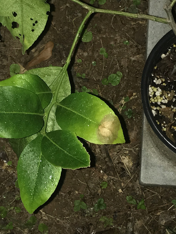 FD7ACB05-5FD0-437D-9467-17312E0350AB