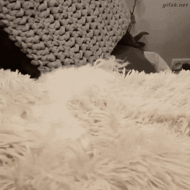 buh-buh-puppy.gif