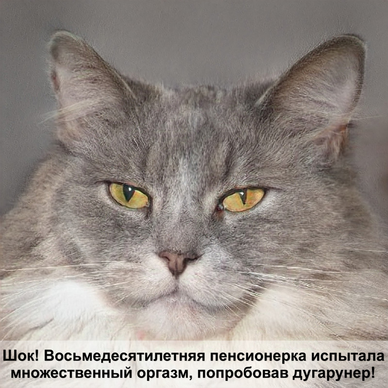 бенгальская кошка леопардового окраса