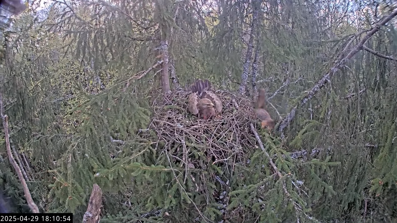 LVM mazais ērglis Lisiņa, egle2 – Lesser Spotted Eagle 13-30-14 screenshot (2)