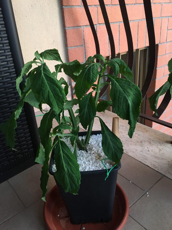 photo_2018-06-20_12-29-59 (3)