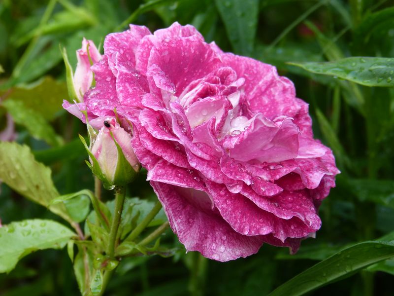 2014-06-11 Rose 'Lets Celebrate'