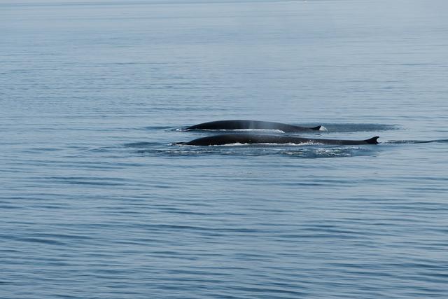 Avistamiento de ballenas, Fiordo de Saguenay y Desbiens - DOS SEMANAS EN EL ESTE DE CANADÁ (ONTARIO Y QUÉBEC) (3)