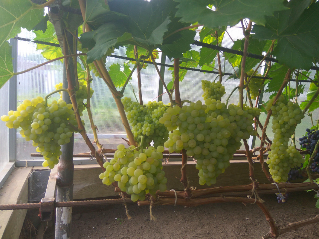 Кишмиш 342 фото от 22.08.2018