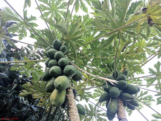 [Image: IMG-20190103-174457.jpg]