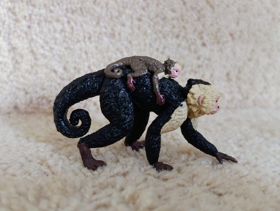 Capuchin monkey 50312