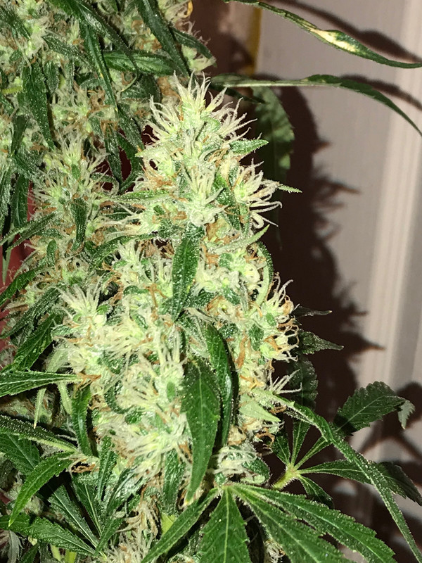 CAF7097F-10AA-4057-A948-8BCBF2170C18