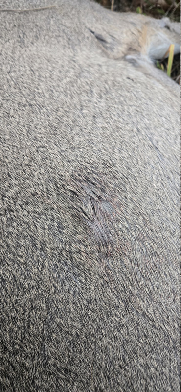 20261015 081843