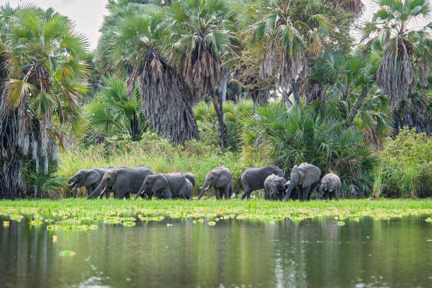 luxury Tanzania safari