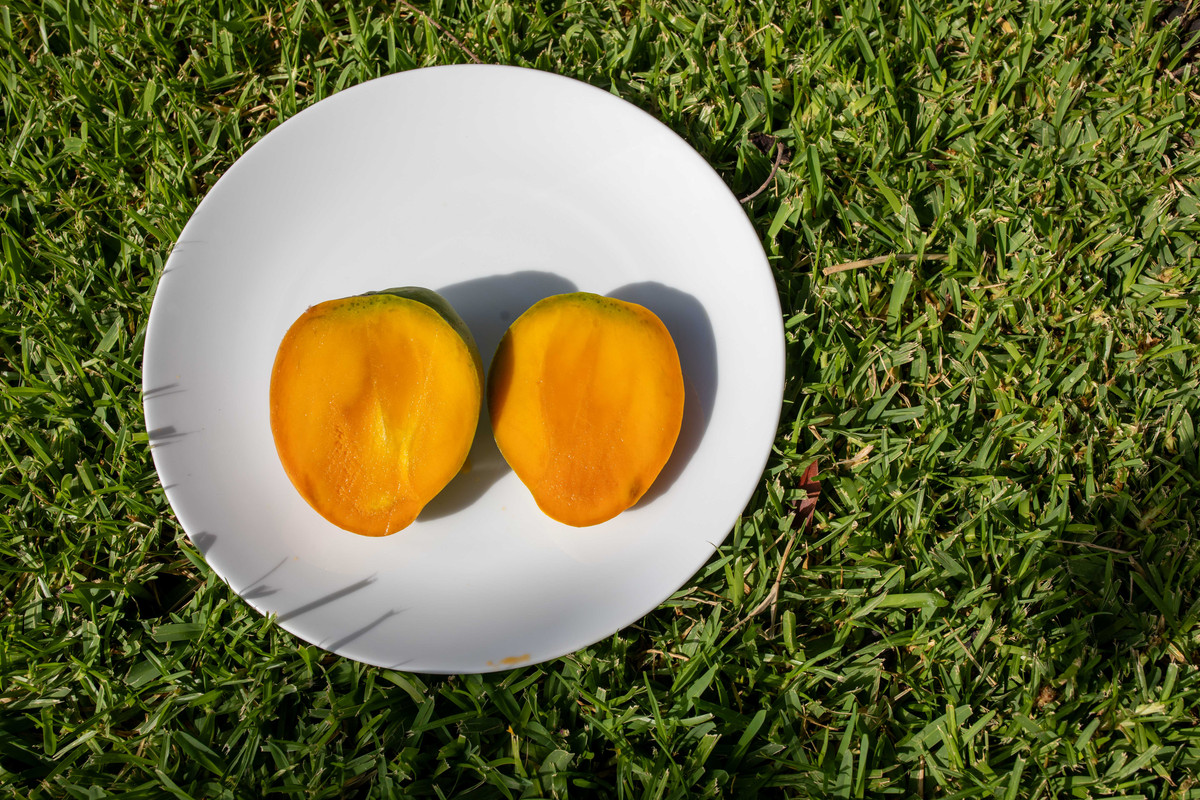 8U1A6456  Seacrest Mango Just Cut Open (9-9-2025)