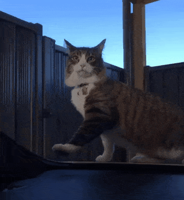 daily-gifdump-3405-21.gif