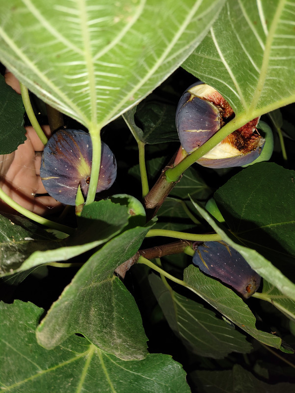 IMG_20230810_230211835