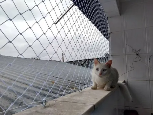 Tela para gatos
